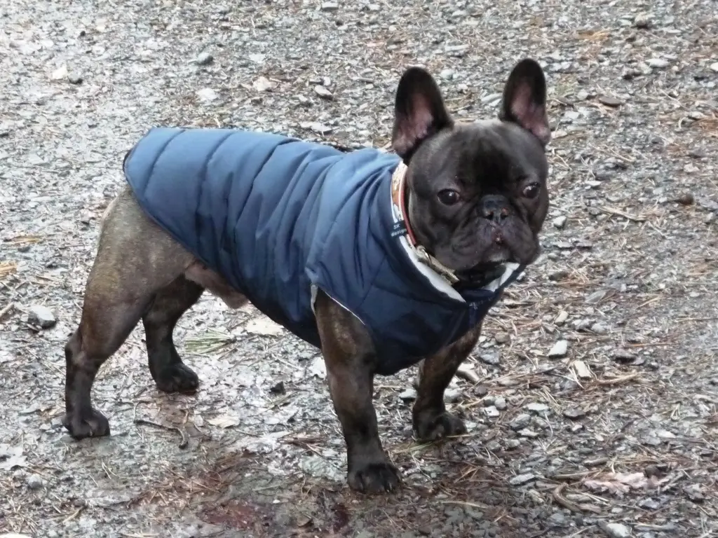 Image from Brutus