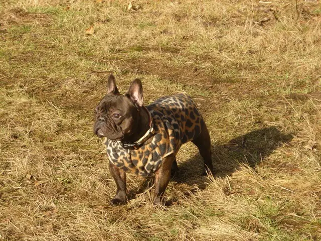 Image from Brutus