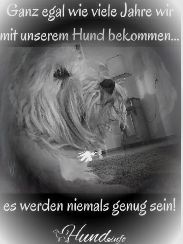 Condolence image of Antje mit Sally tief im ❤️