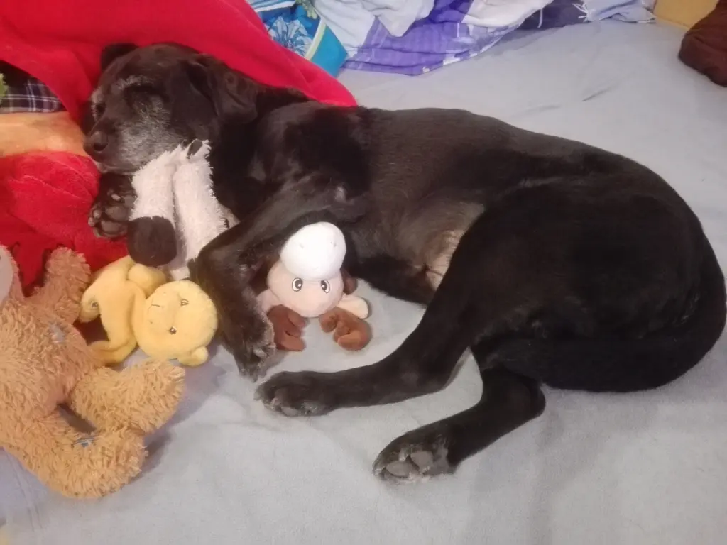 Condolence image of Marion mit Kira und Chicca für immer und ewig im Herzen♥