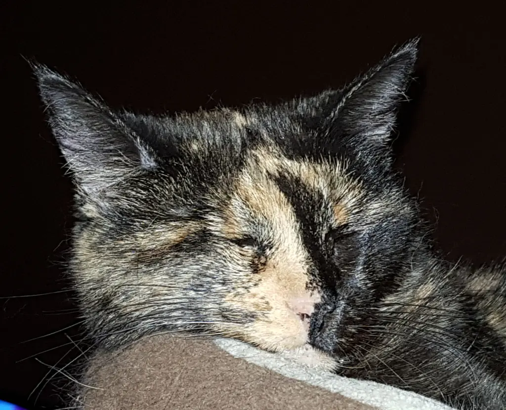 Condolence image of Sylvia