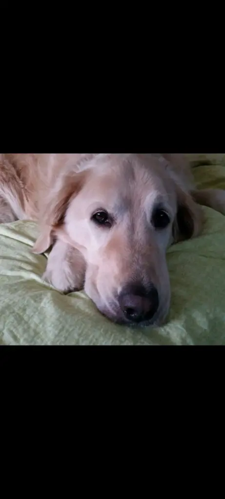 Condolence image of Iris