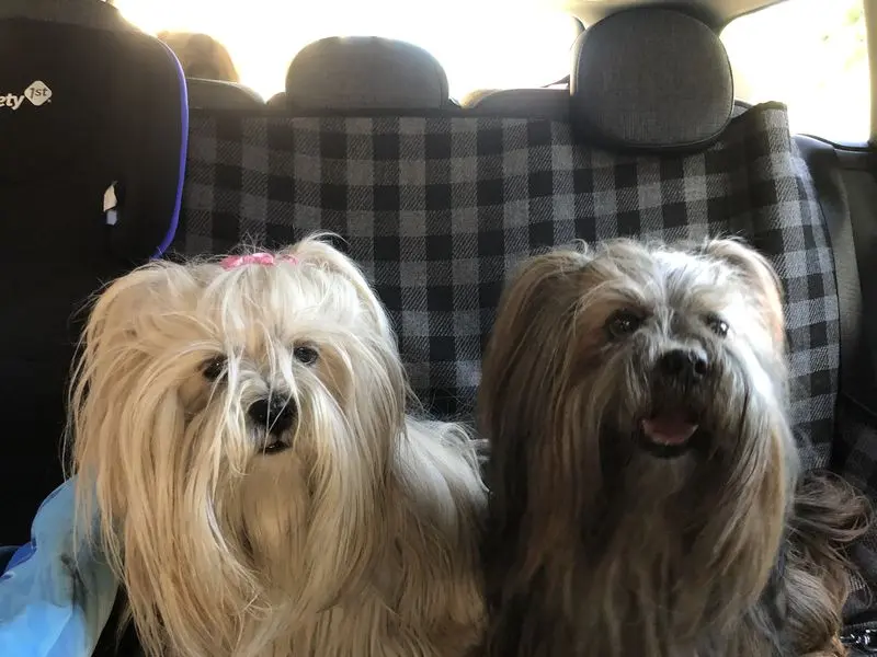 Condolence image of Pom Pom und Lucky
