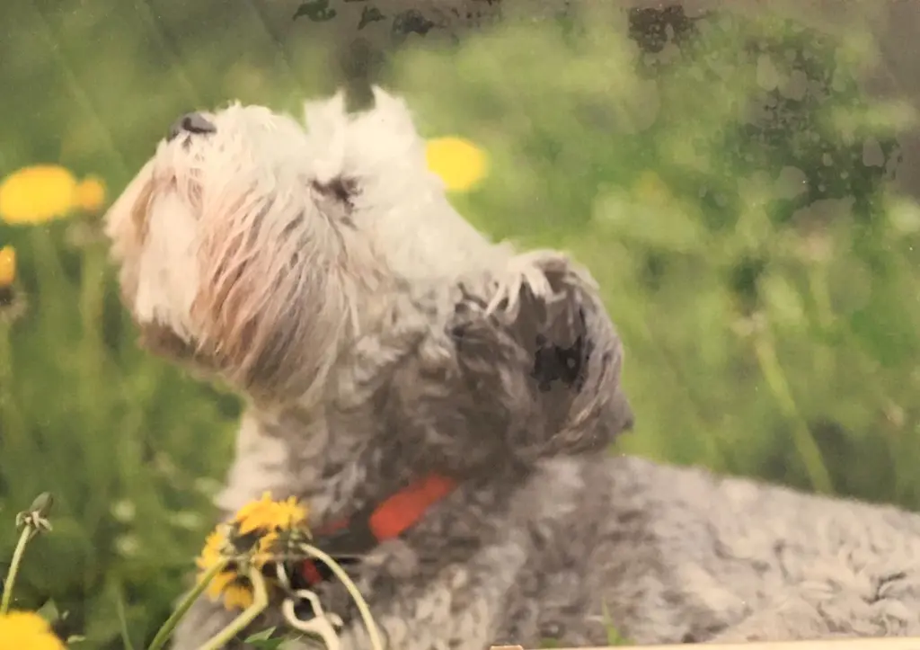 Condolence image of Claudia 