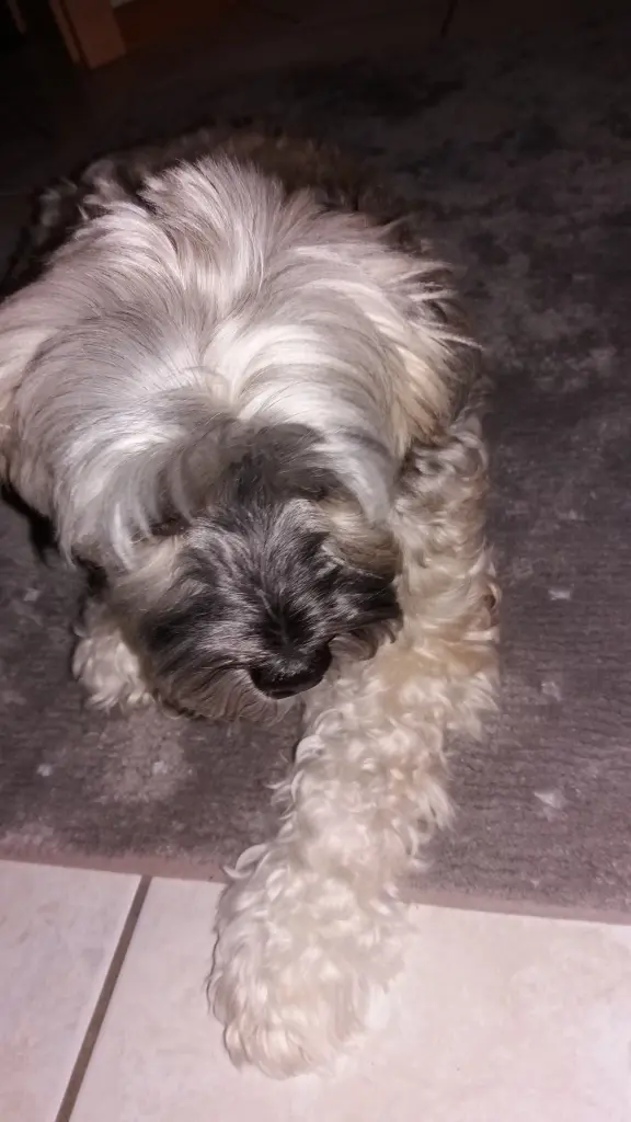 Image from Lucky