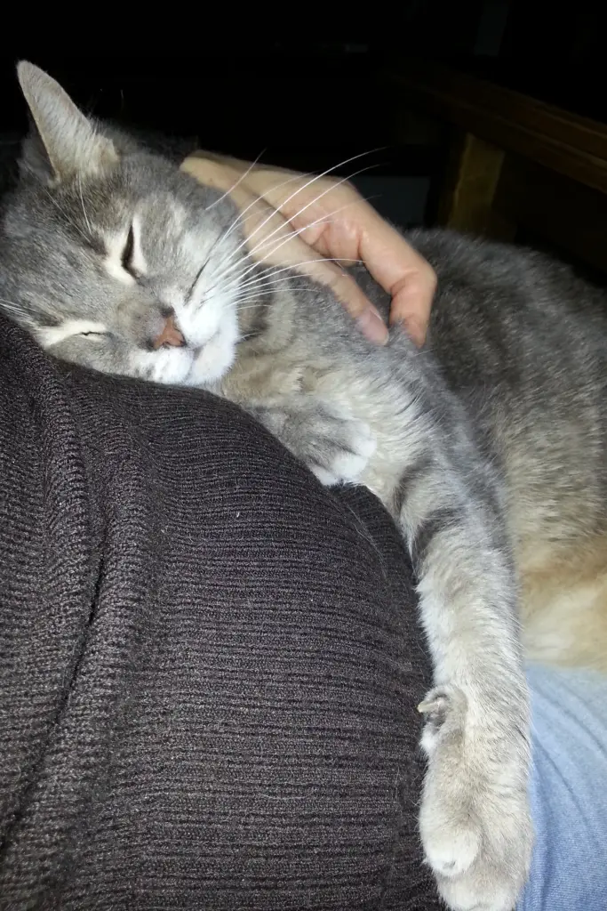 Bild von Gismo