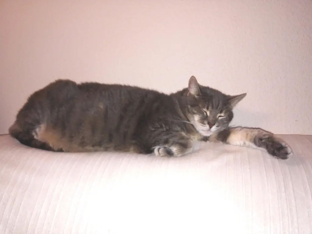 Bild von Gismo