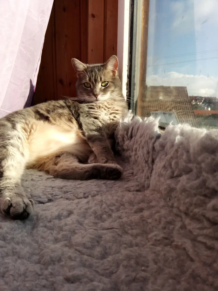 Bild von Gismo