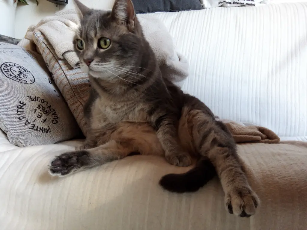 Bild von Gismo
