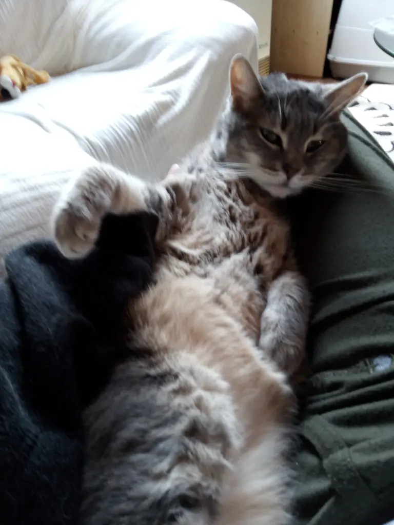 Bild von Gismo
