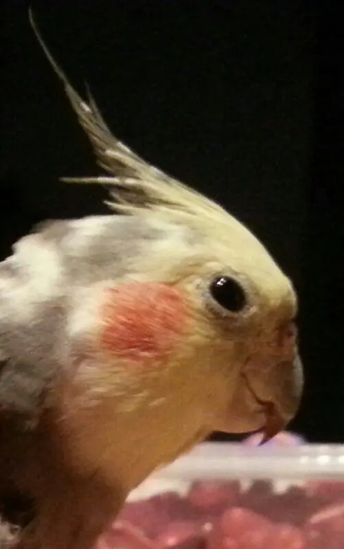 Image from Mäxchen