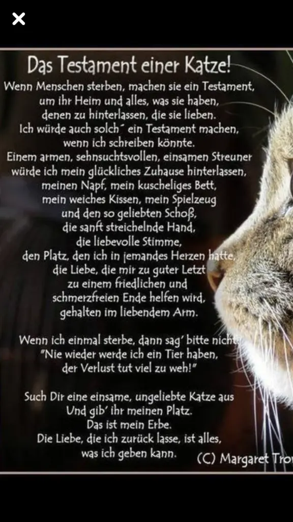 Condolence image of Tommy,du Schmusetiger ♡♡♡