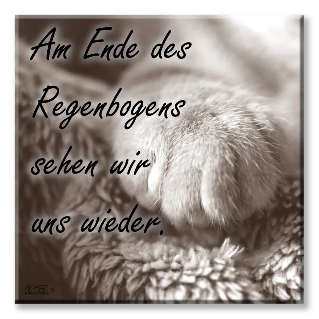 Condolence image of Unvergessen, der tommy. Unser Anführer der Fellkinder
