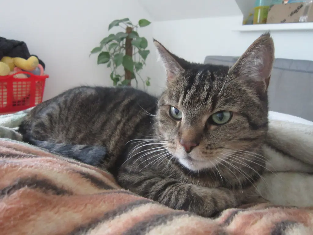 Condolence image of Unser Familien Oberhaupt 😔🥺🌠🐾 Tommy💓🪽💌,du fehlst Uns sehr