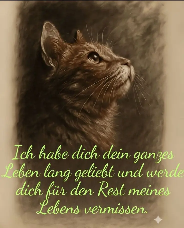 Condolence image of Tommy ,du bist und warst einzigartig 💗🙏🪽🐾🌠 du fehlst in jeder Situation unseres Lebens 😢🥺