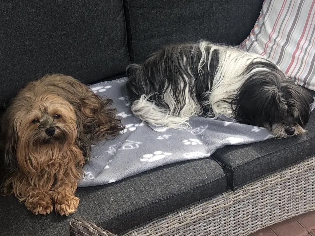 Andachtsbild von Claudia mit Aika und Lucky im ❤️