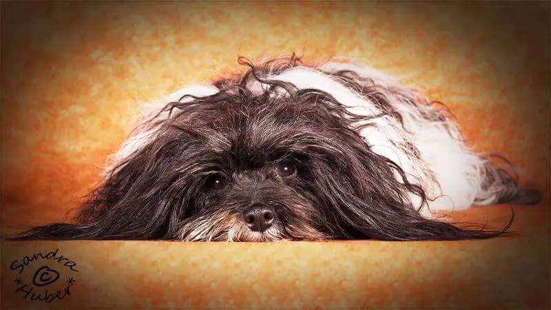 Bild von Ronja