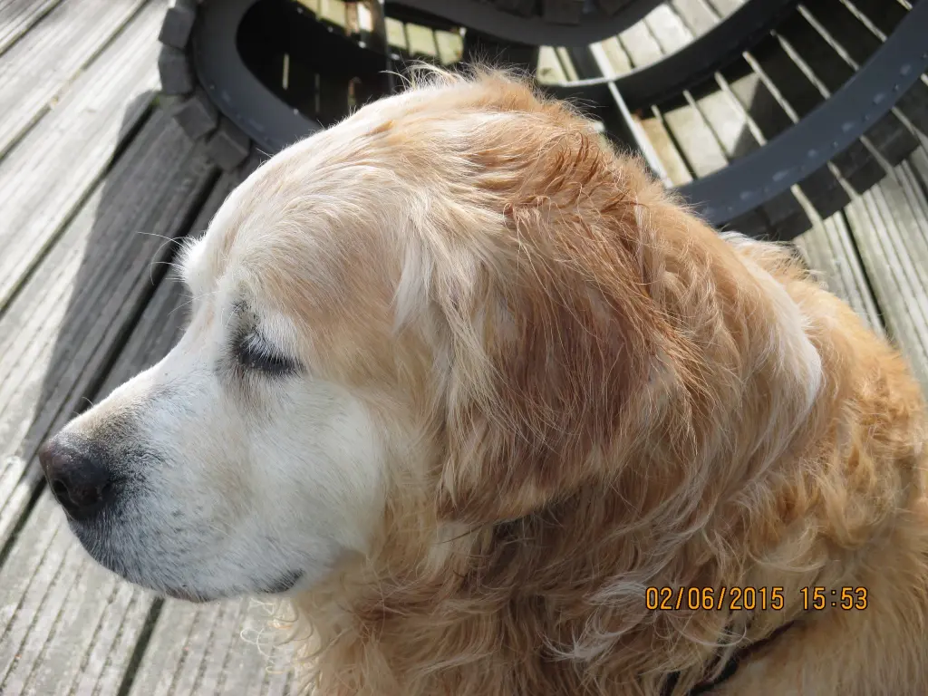 Condolence image of Hannelore