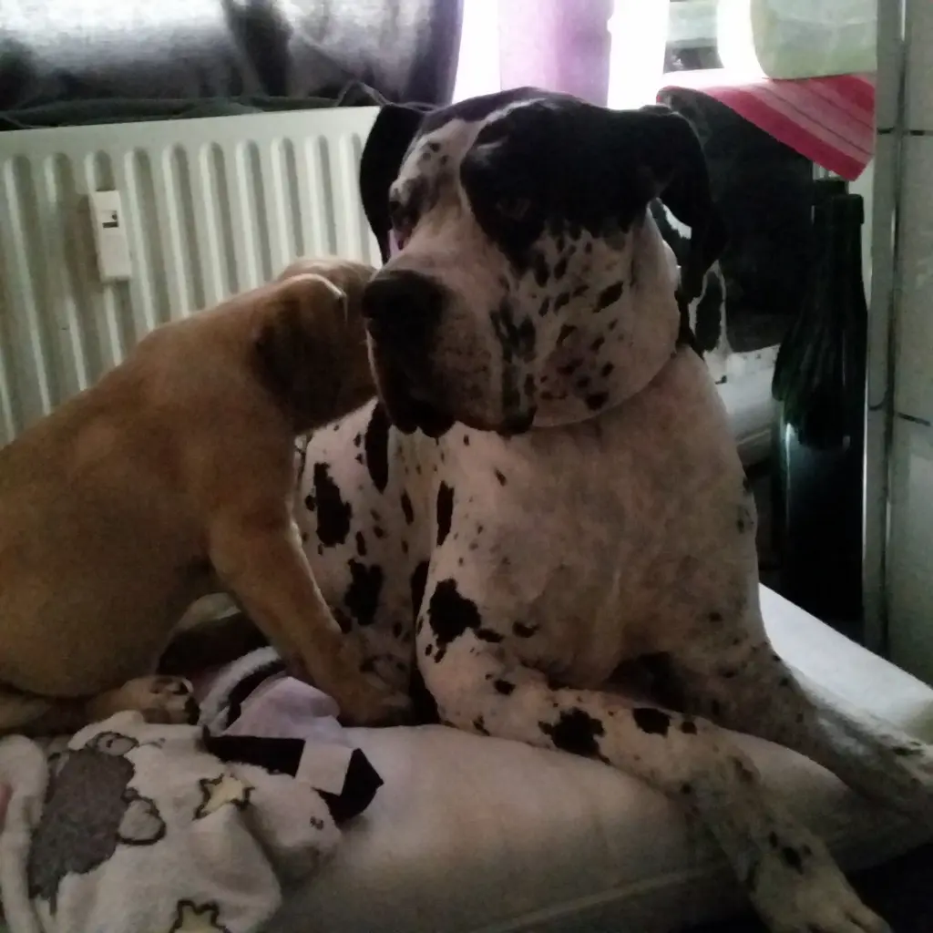 Condolence image of Daniela mit Sniper im Herzen