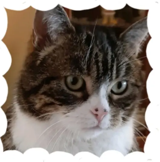 Condolence image of Andrea mit Mausi im Herzen