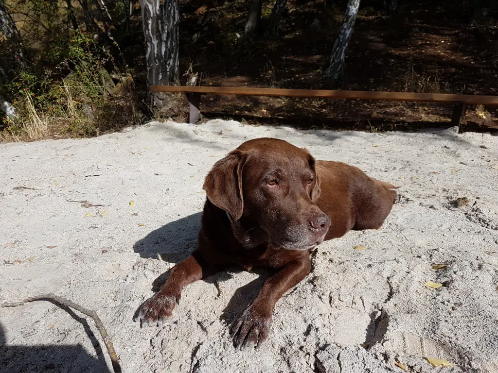 Condolence image of Silvana 