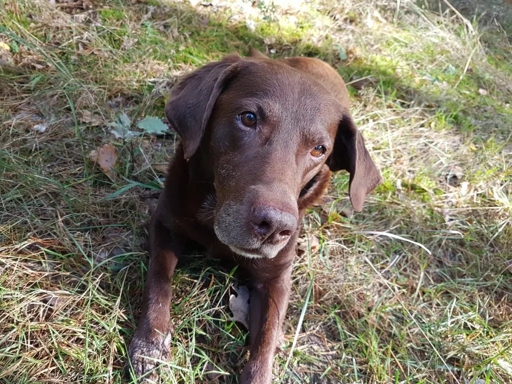 Andachtsbild von Silvana