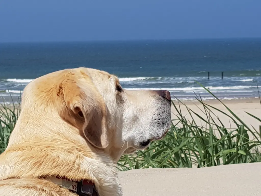 Andachtsbild von Andrea