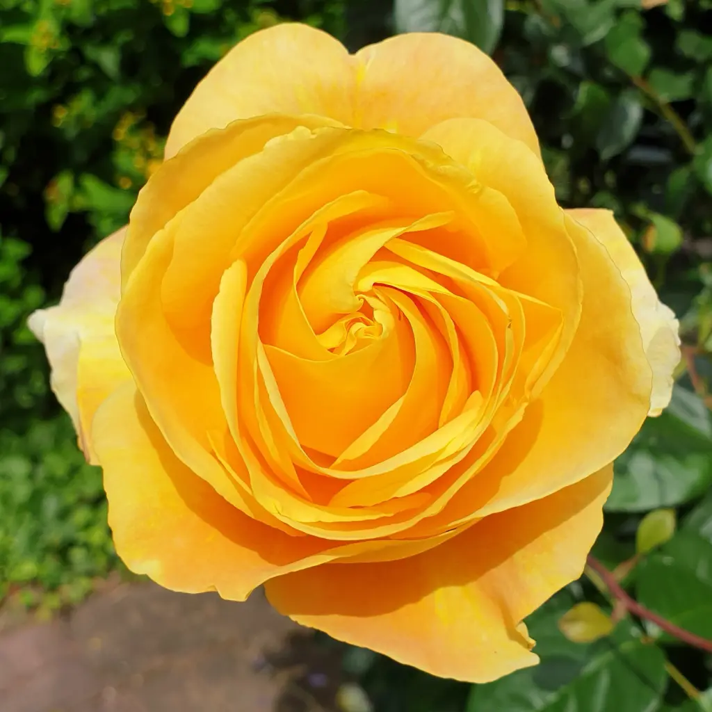 Condolence image of Svenja