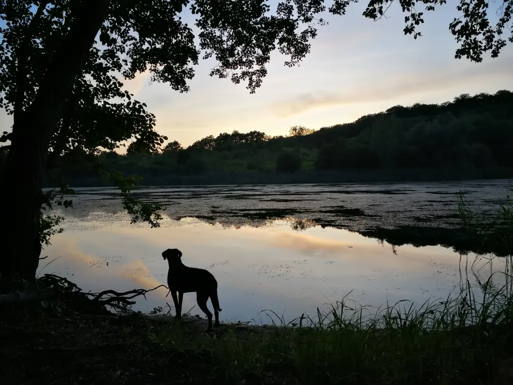 Condolence image of Lucy