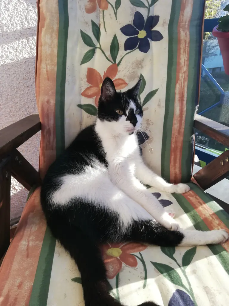 Image from Balou
