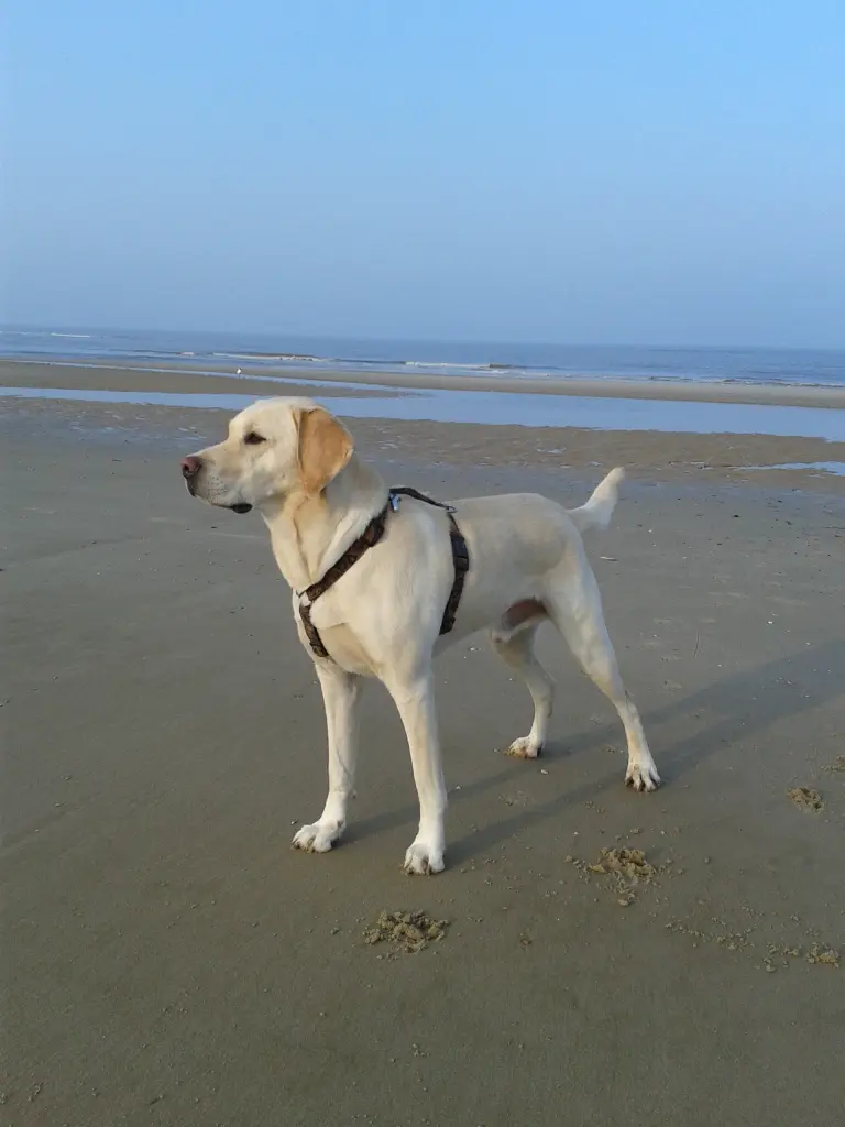 Andachtsbild von Andrea