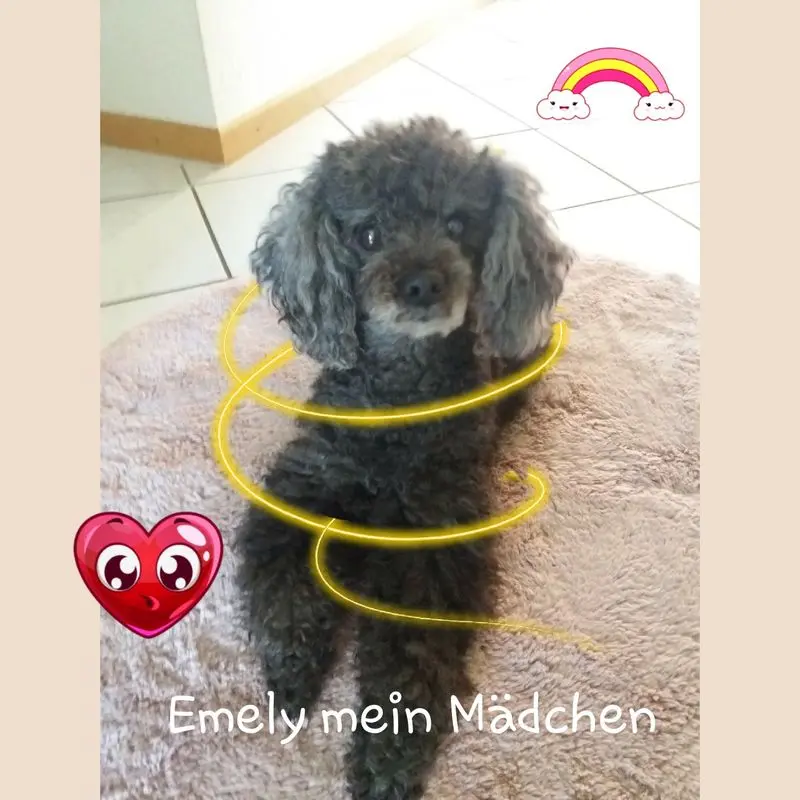 Condolence image of Dein Frauchen 