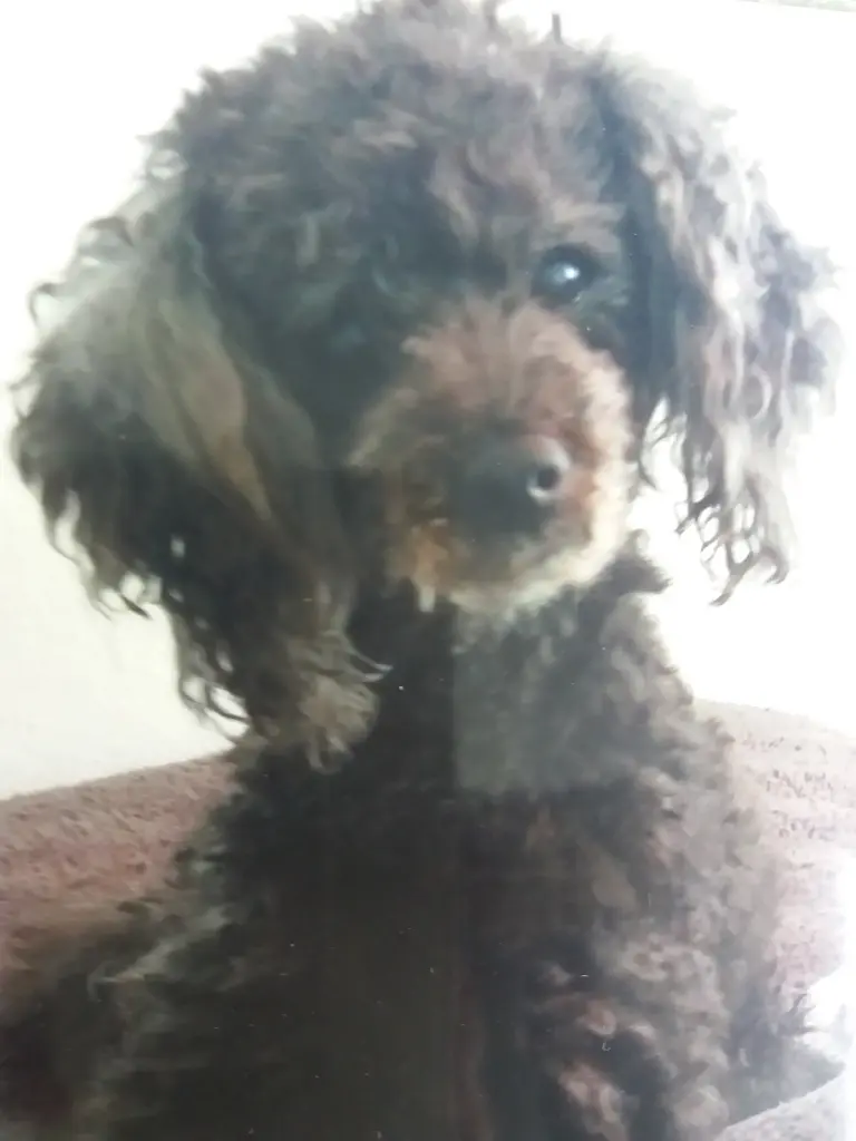 Andachtsbild von Vera