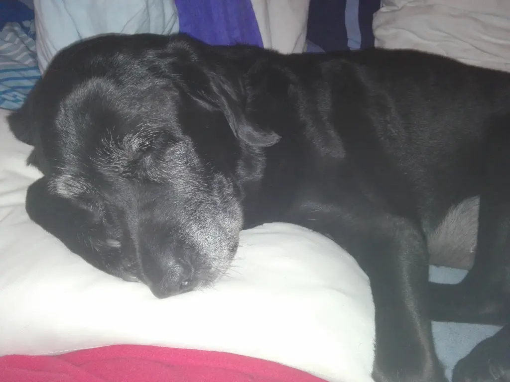 Andachtsbild von Marion mit Kira und Chicca für immer und ewig im Herzen♥