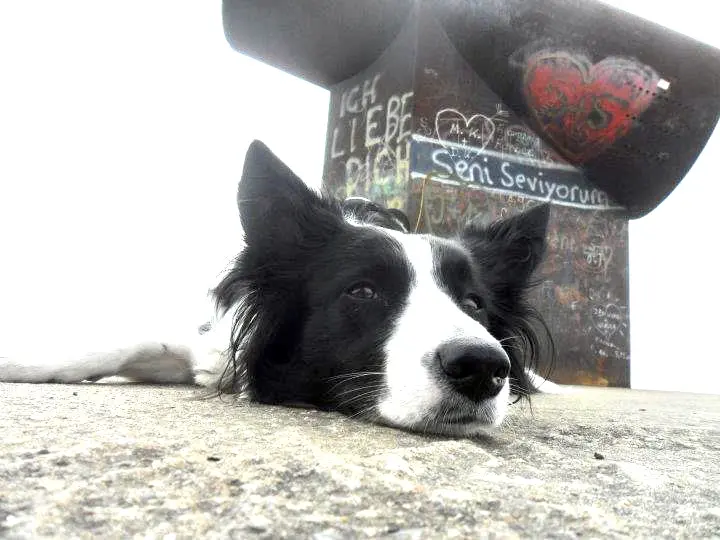 Condolence image of Steffi