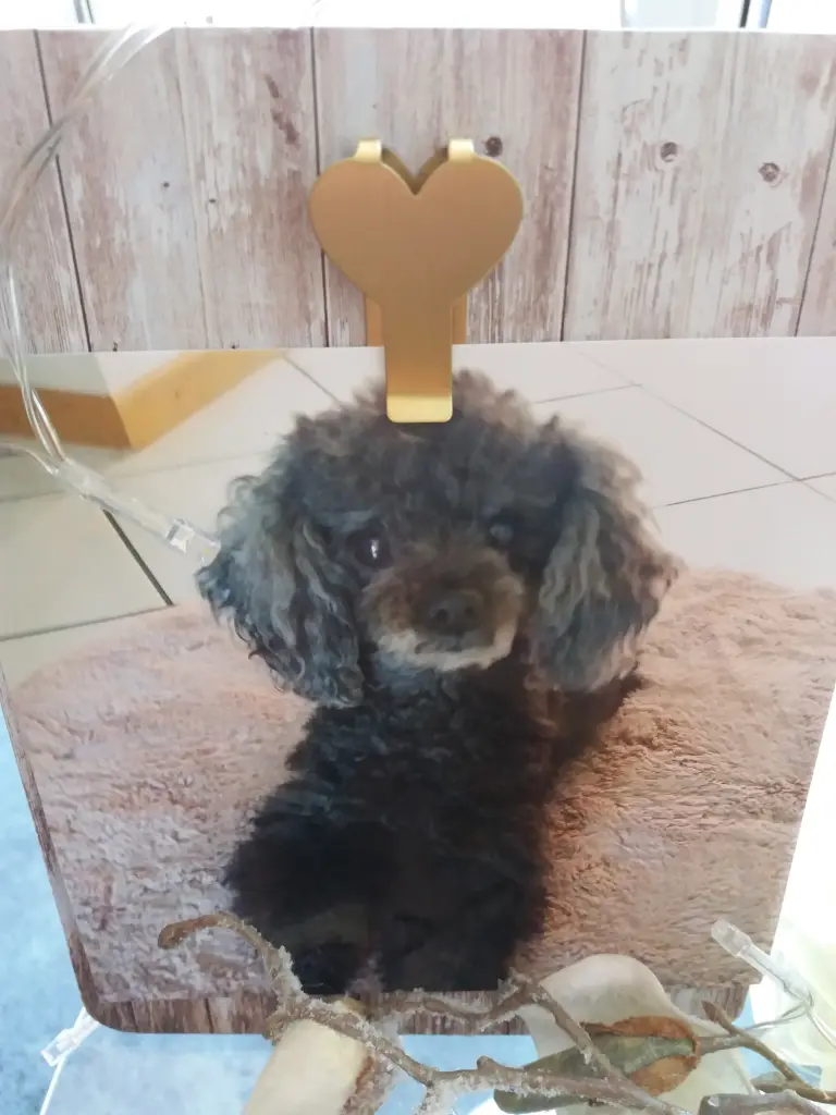Condolence image of Vera