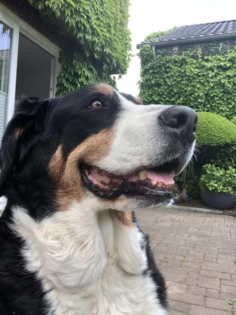 Condolence image of Astrid mit Maja im Herzen