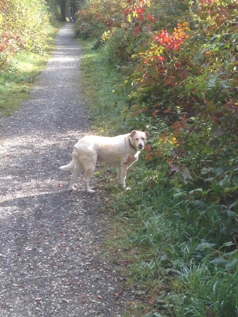 Condolence image of Anke