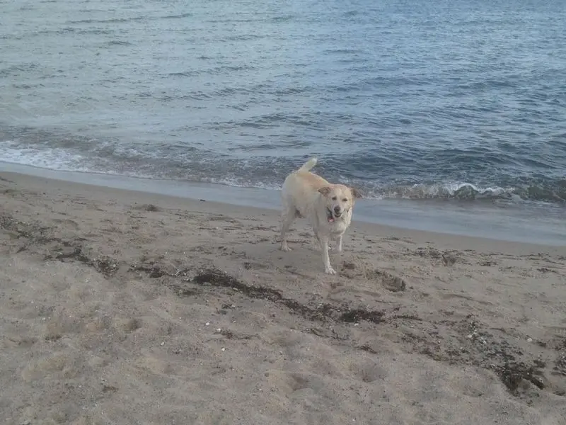 Condolence image of Anke