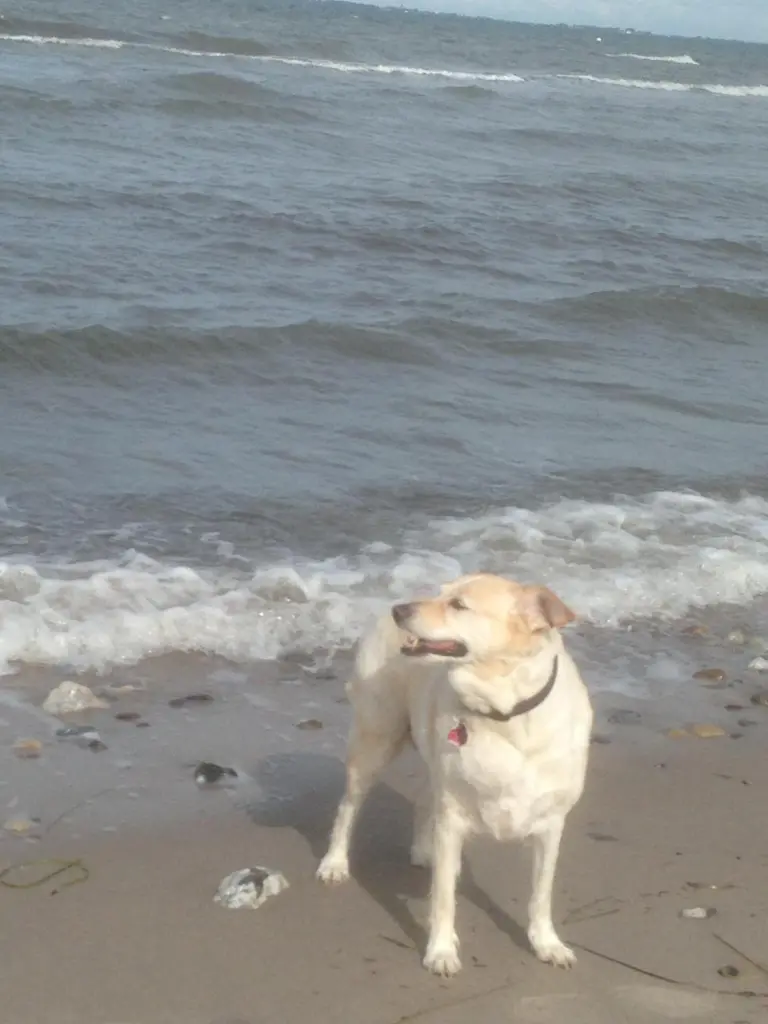 Condolence image of Anke