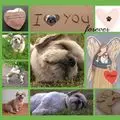 Condolence image of Marika mit Balou und Hippo im Herzen