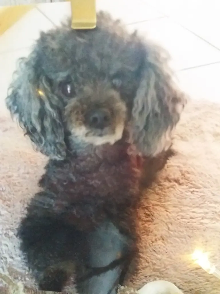 Condolence image of Vera