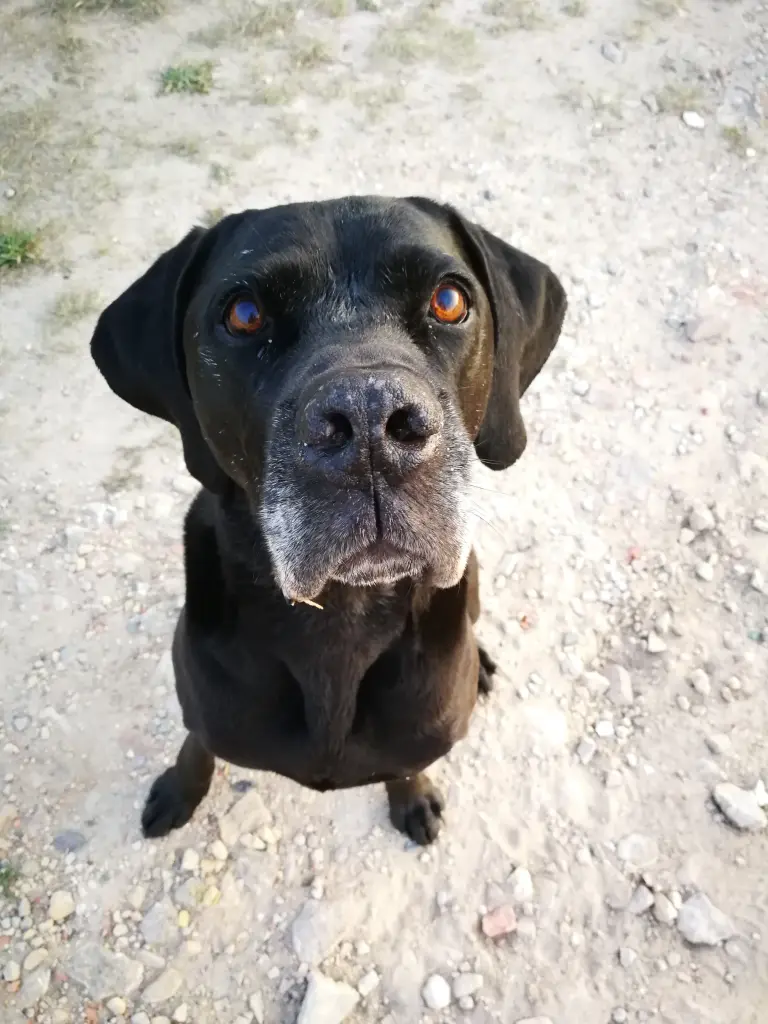 Condolence image of Lucy