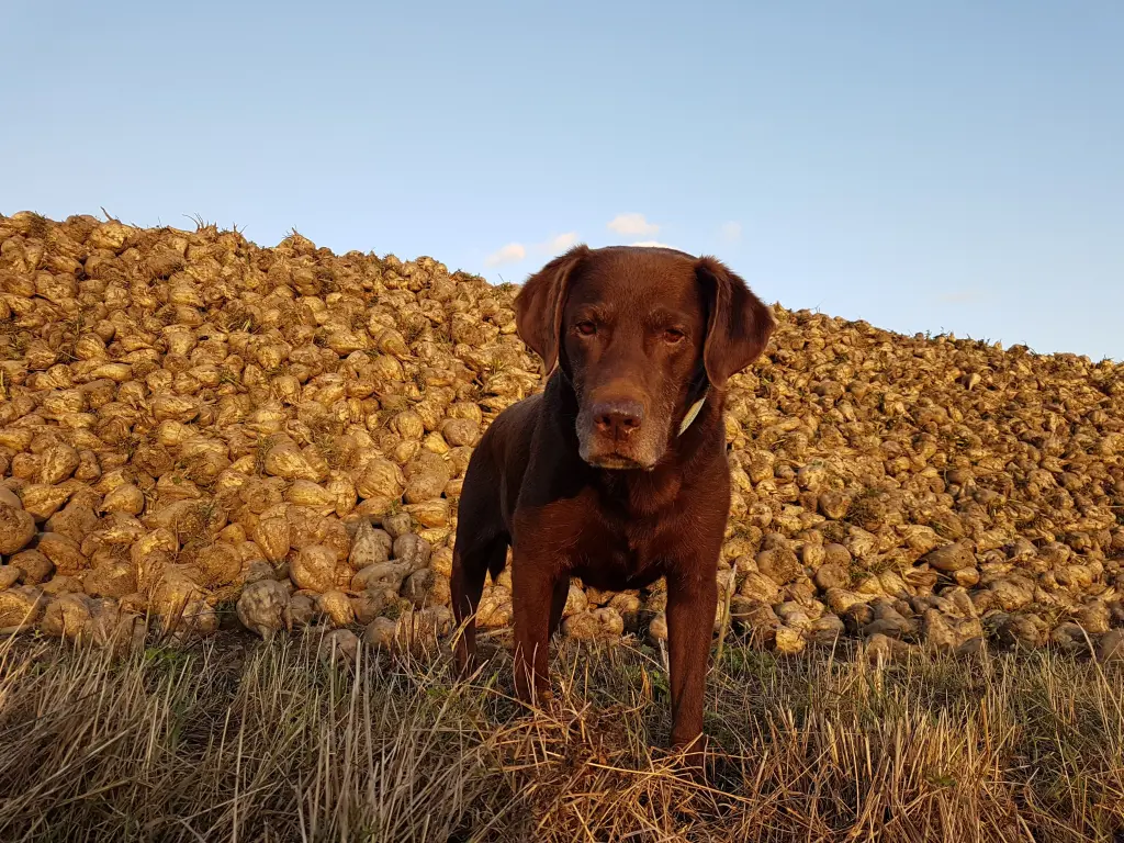 Andachtsbild von Silvana