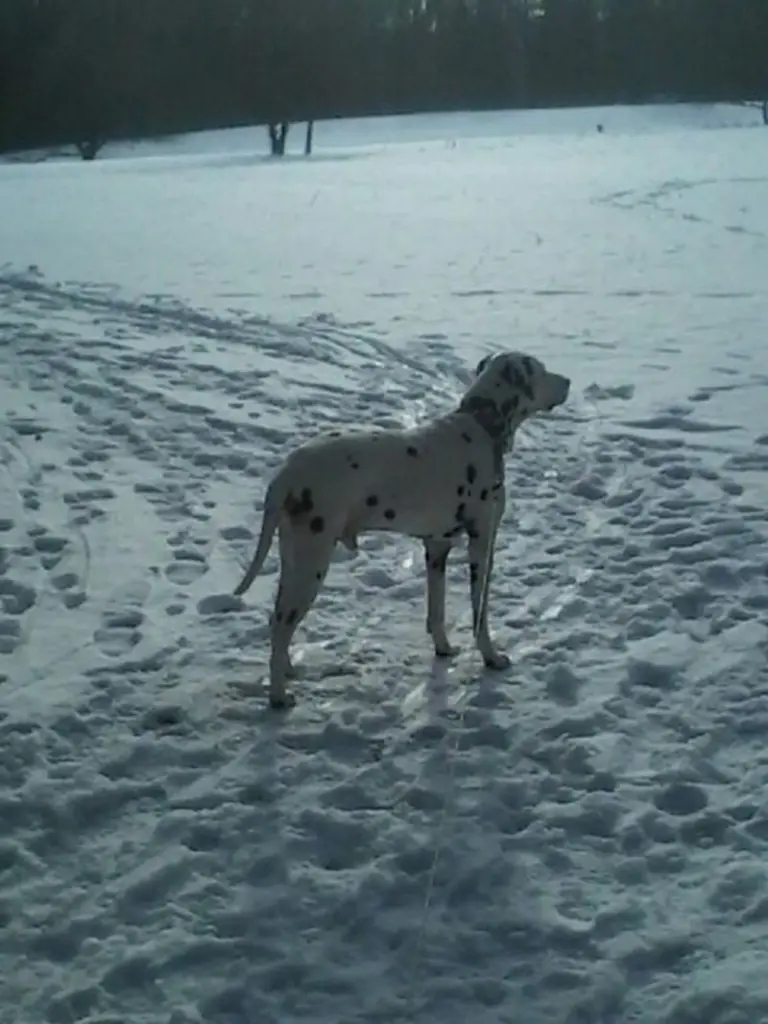 Andachtsbild von Bettina