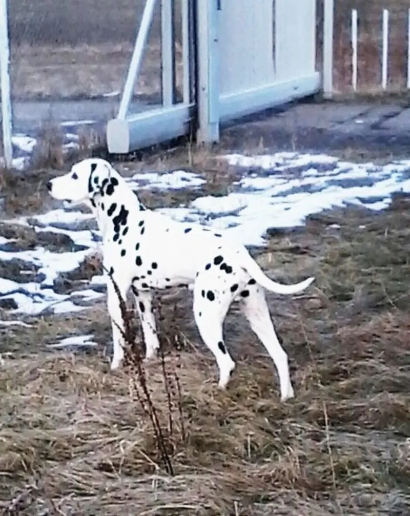 Andachtsbild von Bettina