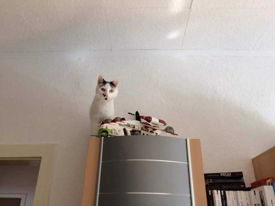 Image from Kiddo