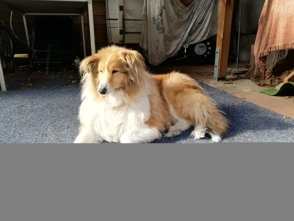 Image from Ayli