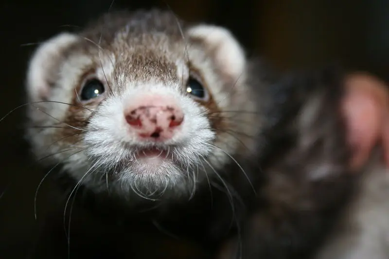 Andachtsbild von Paula und ina