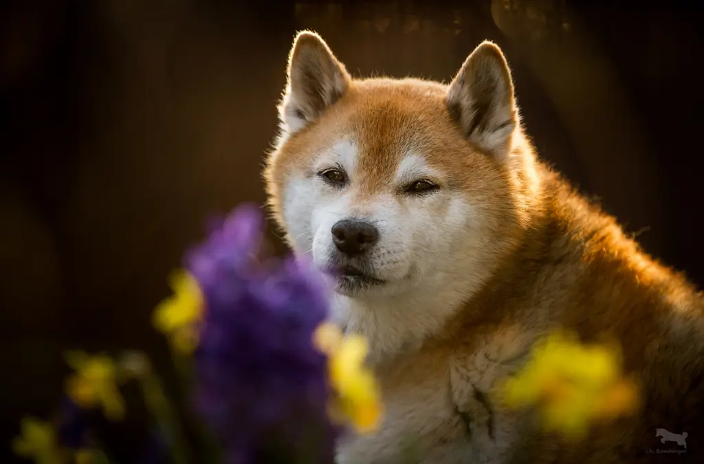Image from Shippo